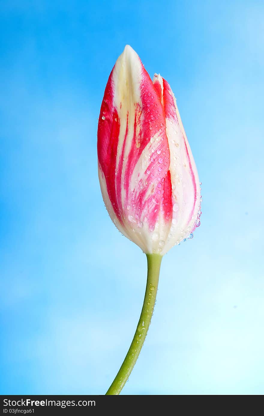 Tulip Sky background