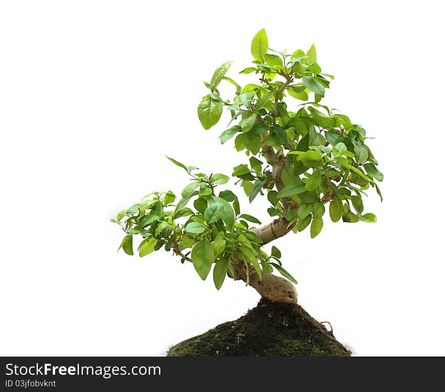 Bonsai on white background