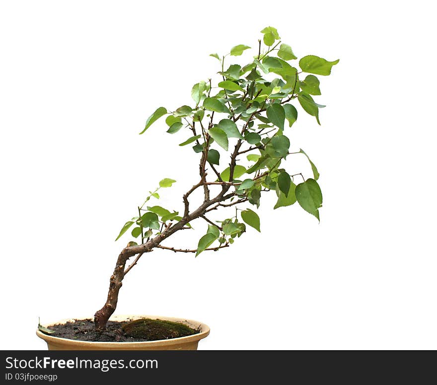 Bonsai on white background