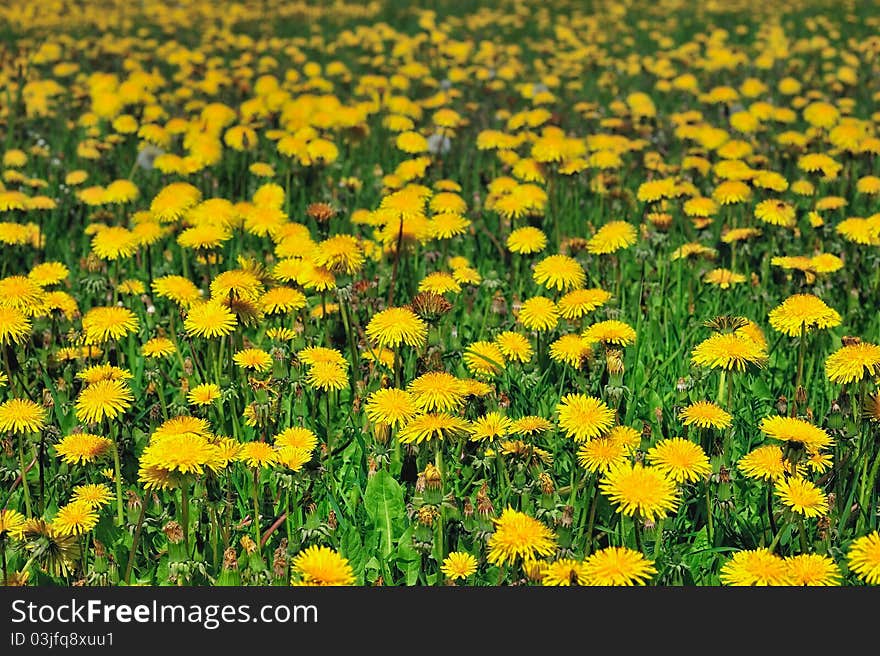 Flowering meadow with yellow flowers in summer. Flowering meadow with yellow flowers in summer