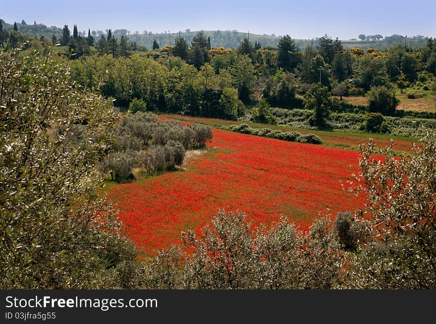 Tuscan red poppies