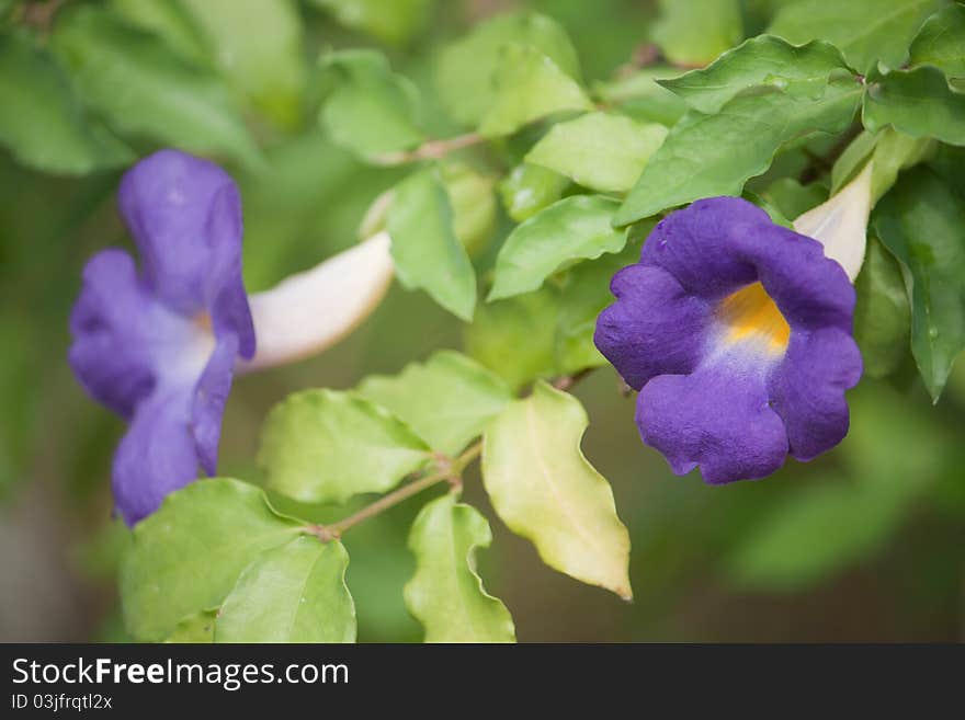 Chgagnag purple flowers. Old plants. The scientific name Thunbergia(Benth.) Anderson benefits: ornamental