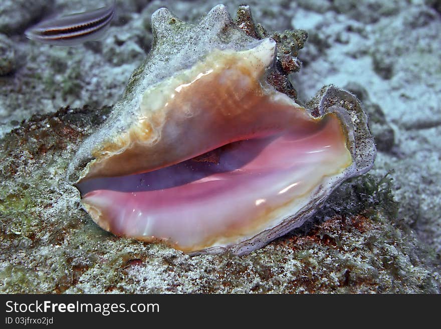 Sea shell with a live shellfish on the seabed. Sea shell with a live shellfish on the seabed