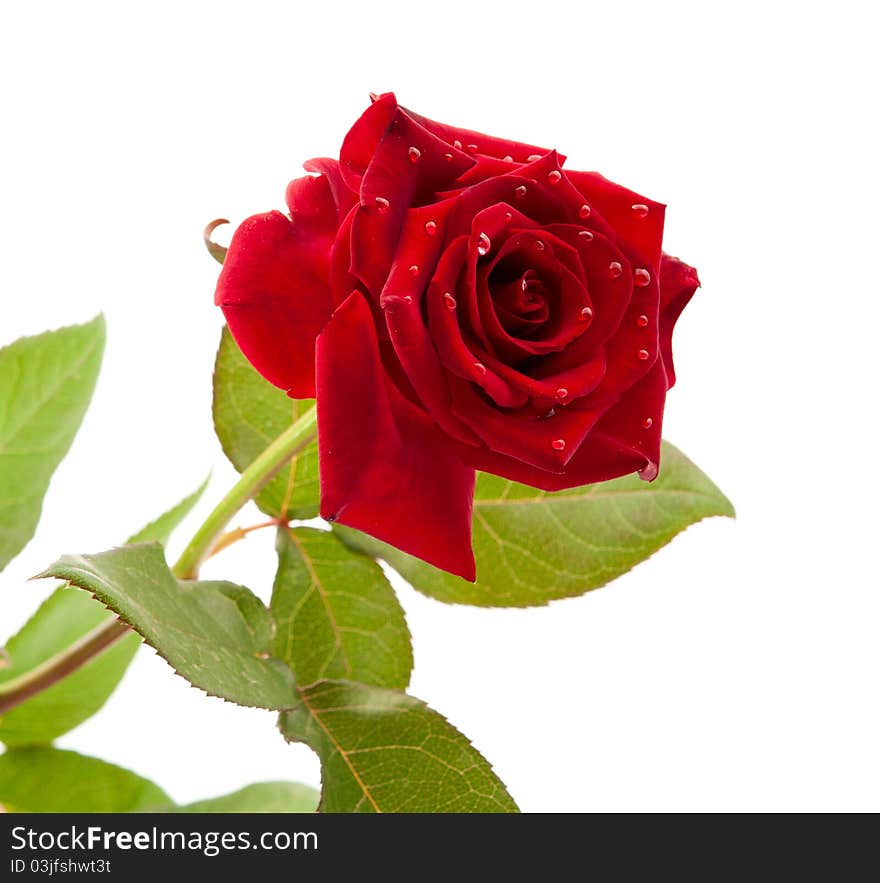 Dark red rose with drops on white background