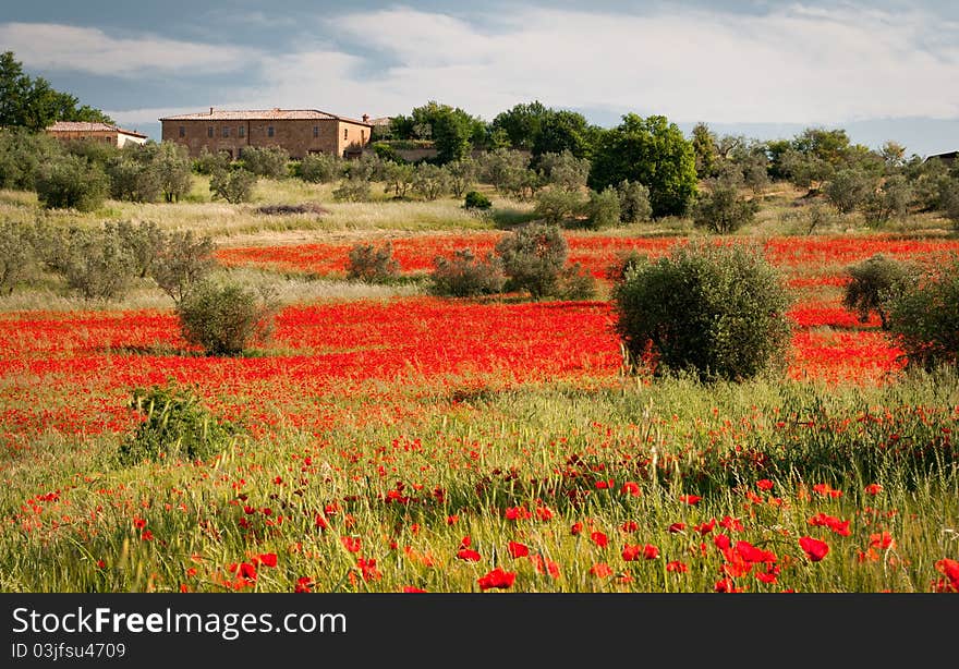 Tuscan Red Poppies