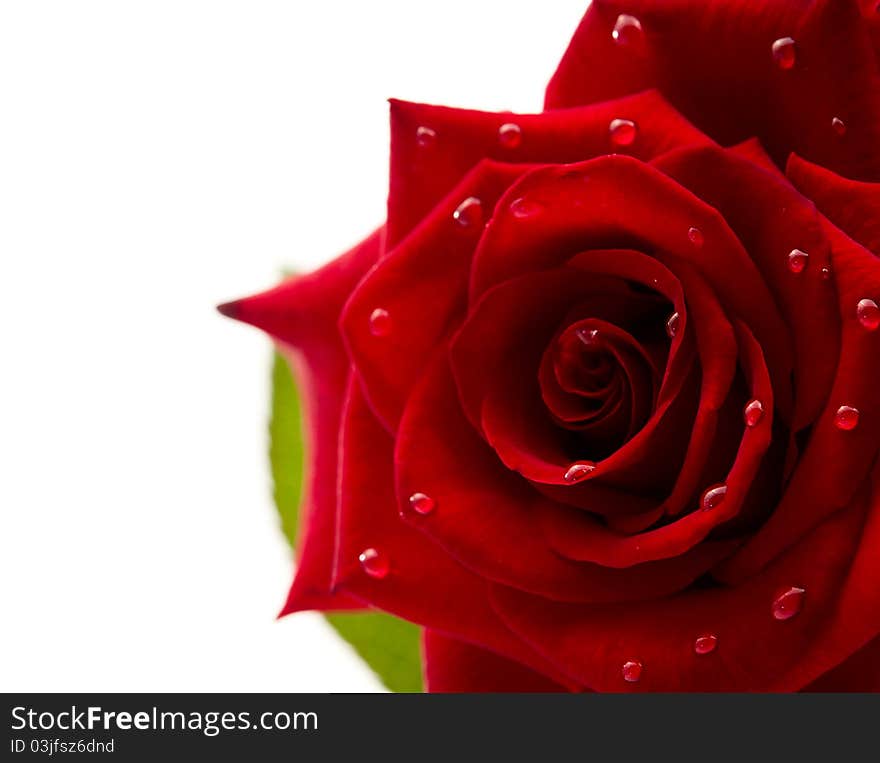 Dark red rose with drops on white background