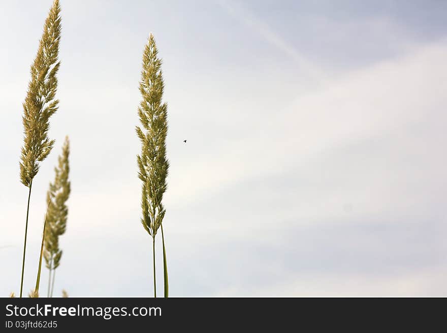 Grass against the sky