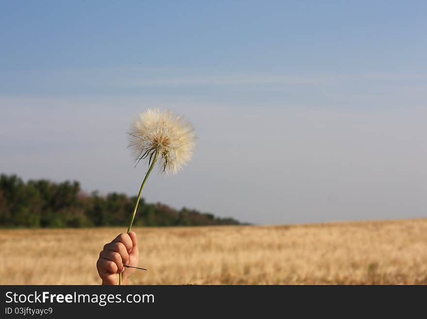 Dandelion in a child's hand against wheat field and sky