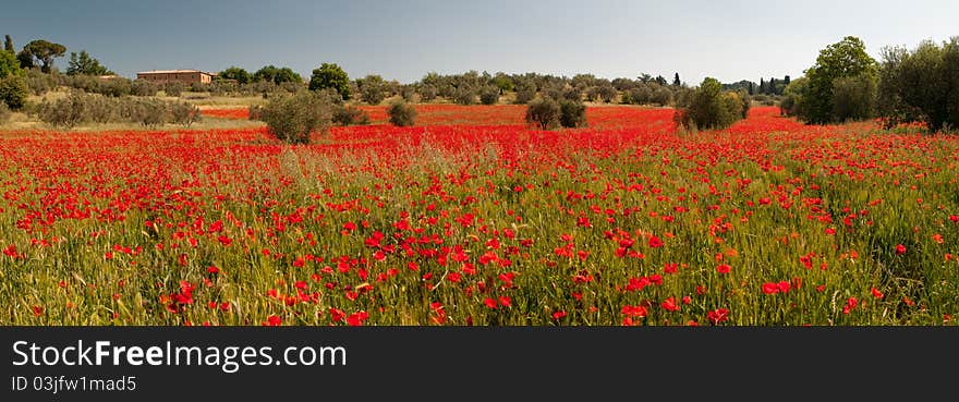 Large field of poppies near Villa Massaini. Large field of poppies near Villa Massaini