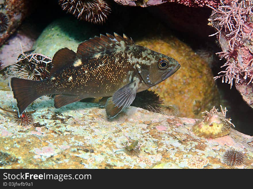 White-edged rockfish under water