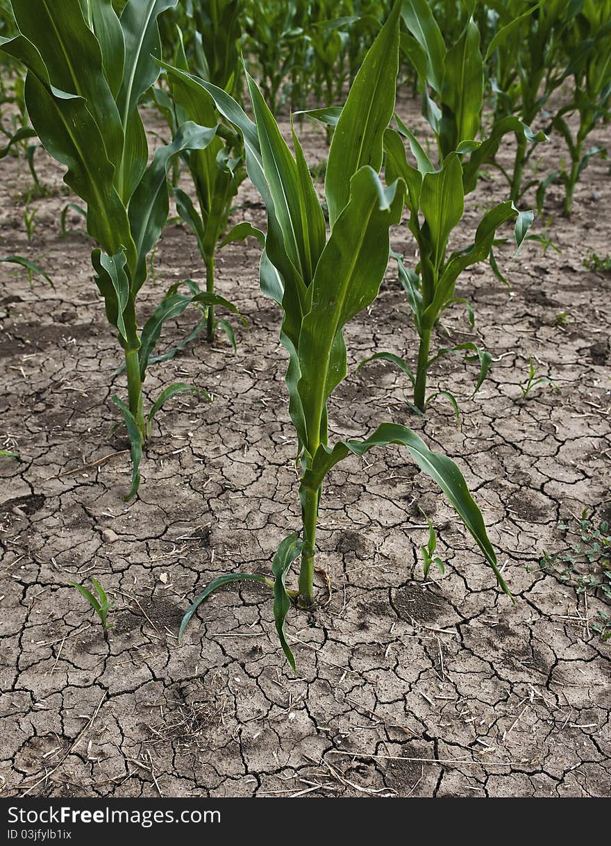 Cornfield on dried up soil. Cornfield on dried up soil