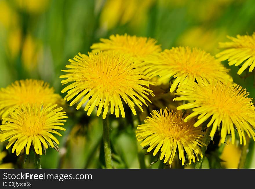 Closeup of yellow dandelions on the meadow. Closeup of yellow dandelions on the meadow