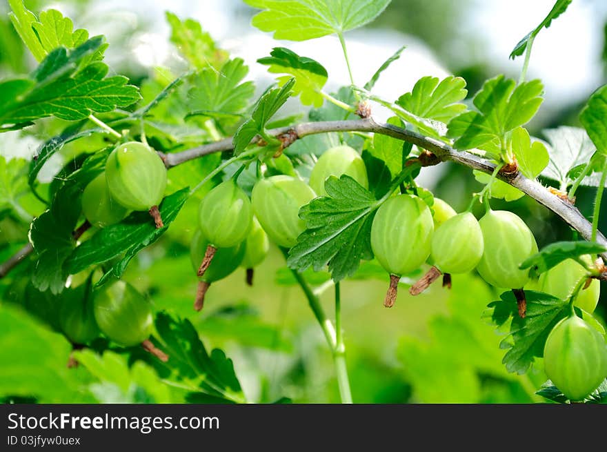 Green Gooseberries On Bush