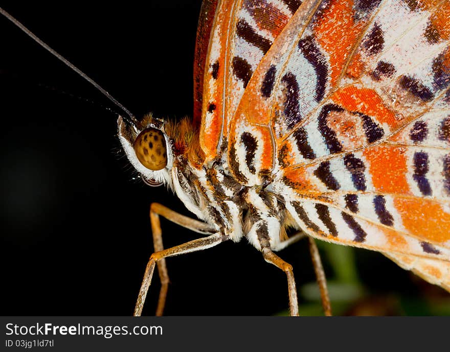 Butterly close up