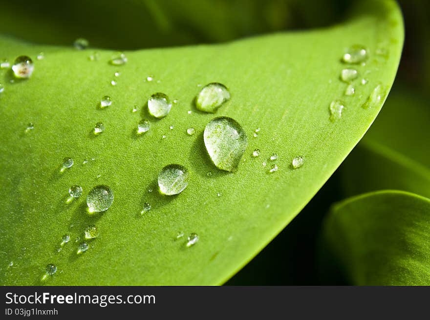 Beautiful green leaf with drops of water