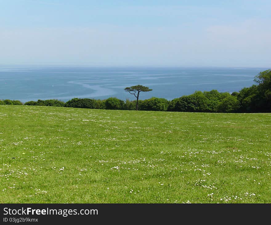 A lone tree in a green, grassy field, against a blue ocean background. A lone tree in a green, grassy field, against a blue ocean background