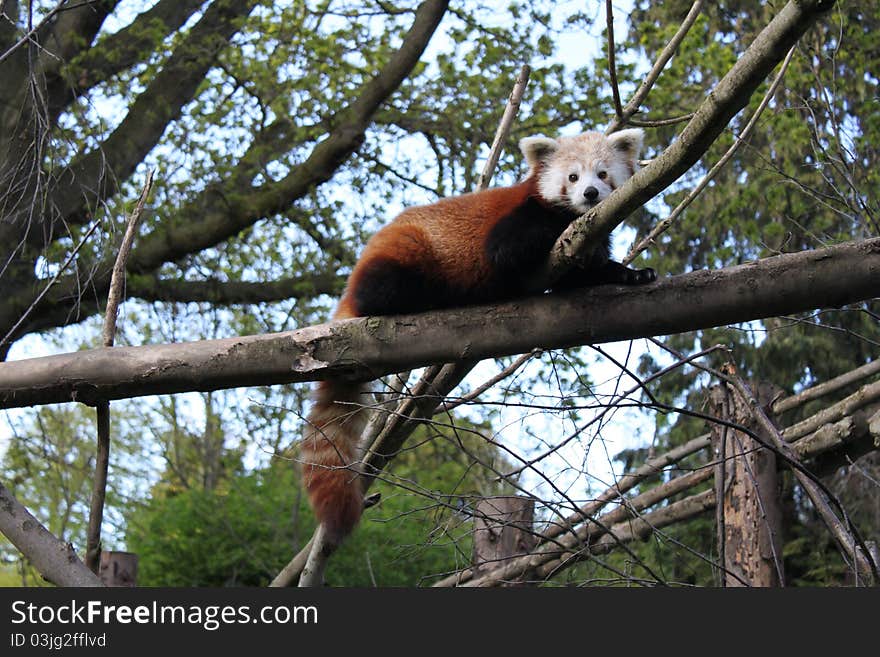 A Red Panda, climbing a branchand staring at the camera. A Red Panda, climbing a branchand staring at the camera