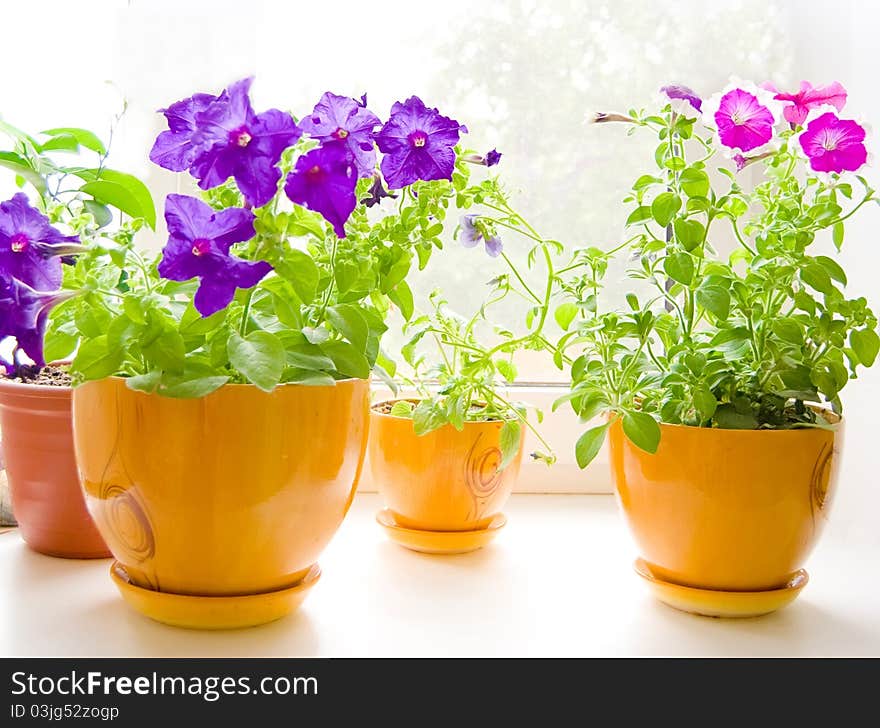 Flowers petunia in yellow pot on windowsill