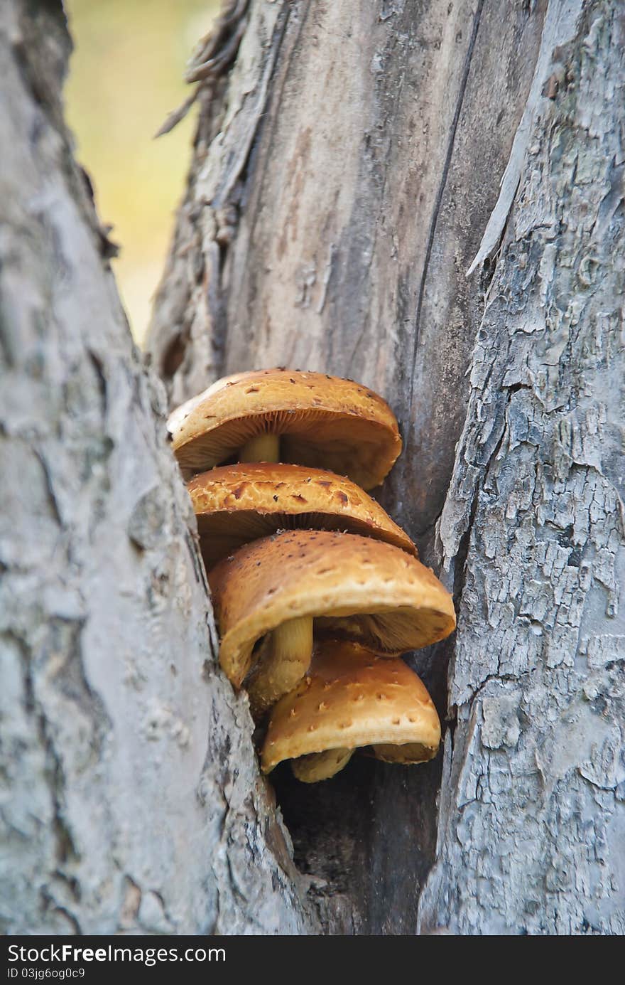 Orange mushrooms or fungus growing between two stems of a tree