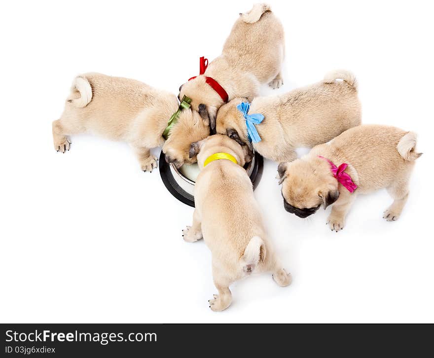 Puppies of pug near bowl with milk. Isolated on white