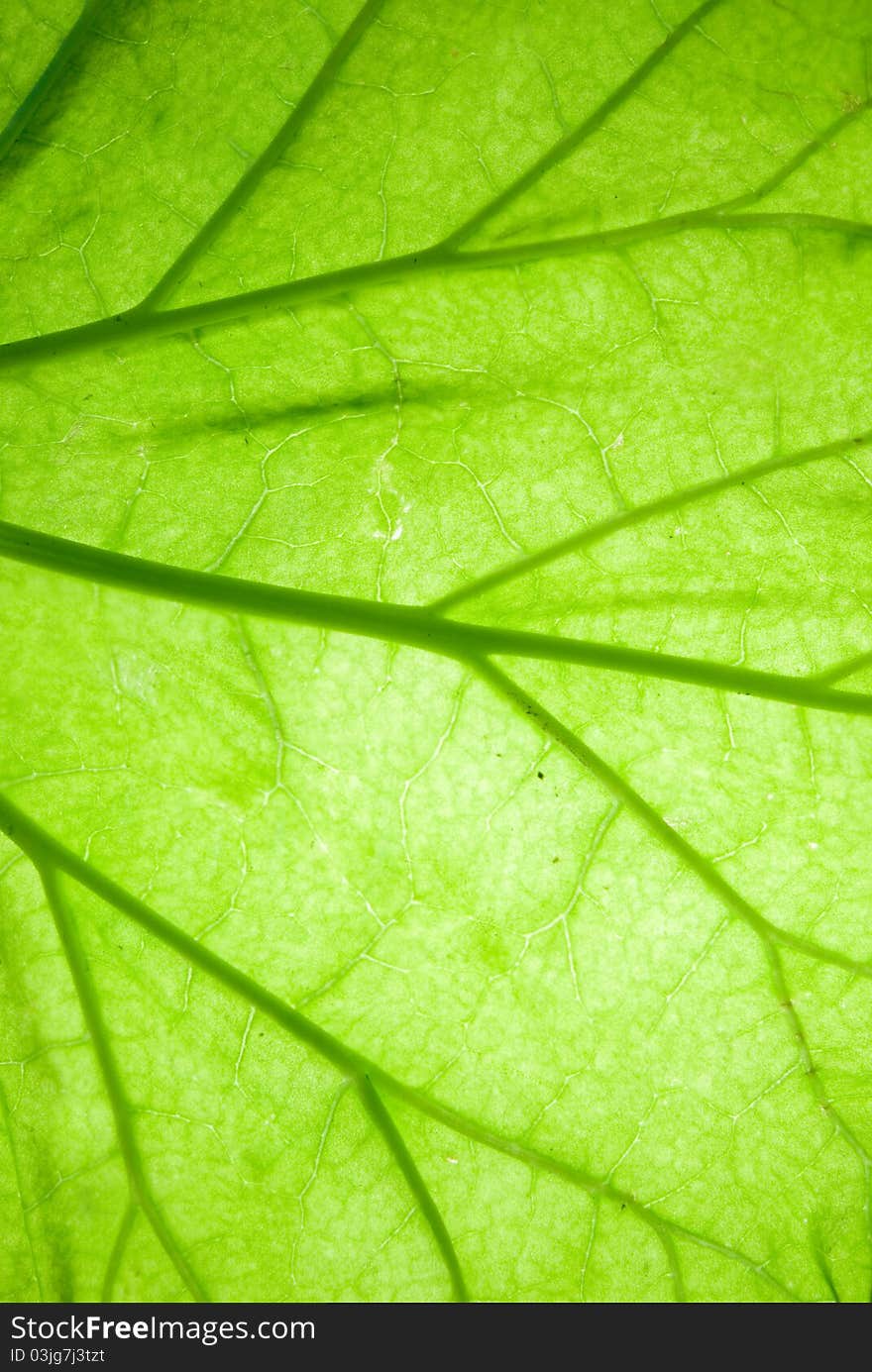 Background from green leaf closeup