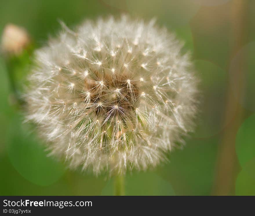 White Dandelion on green background with bokeh. Close up.