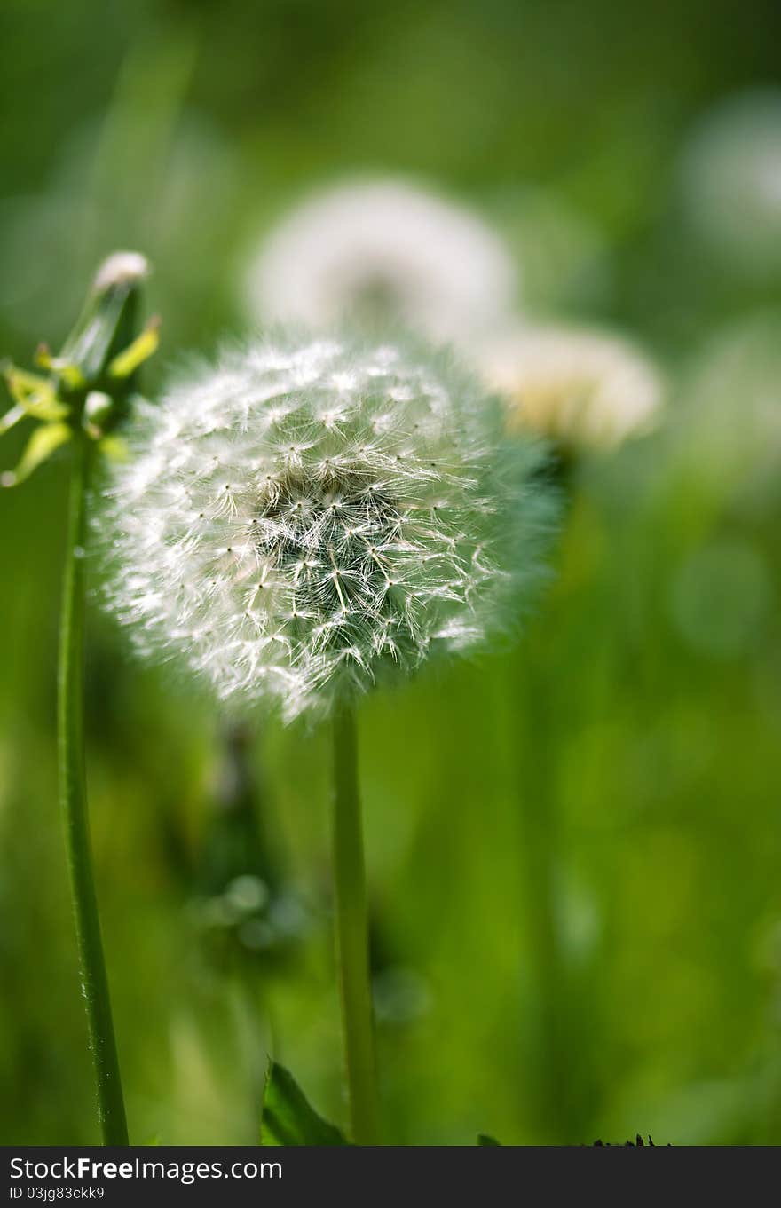 White dandelion on a green background