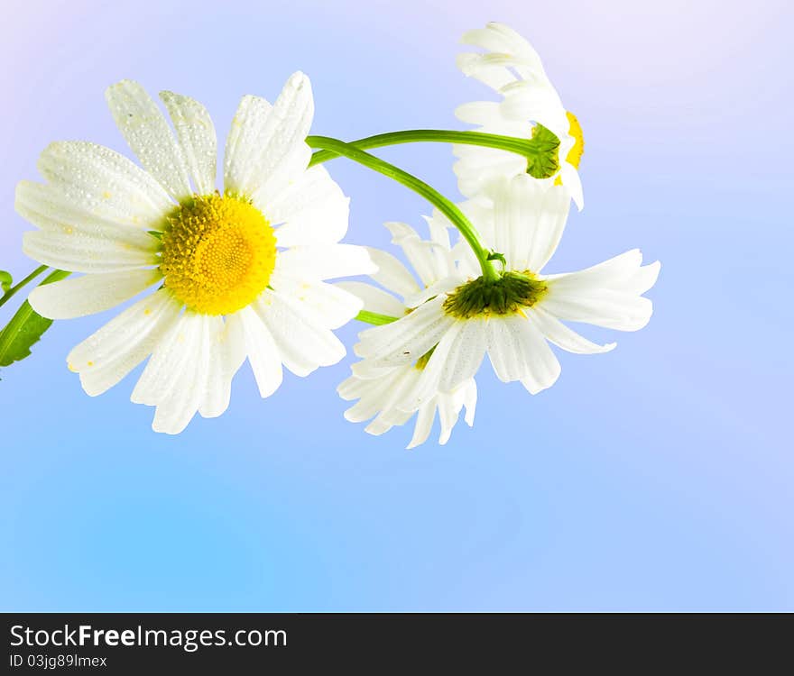 White daisywheels on blue background