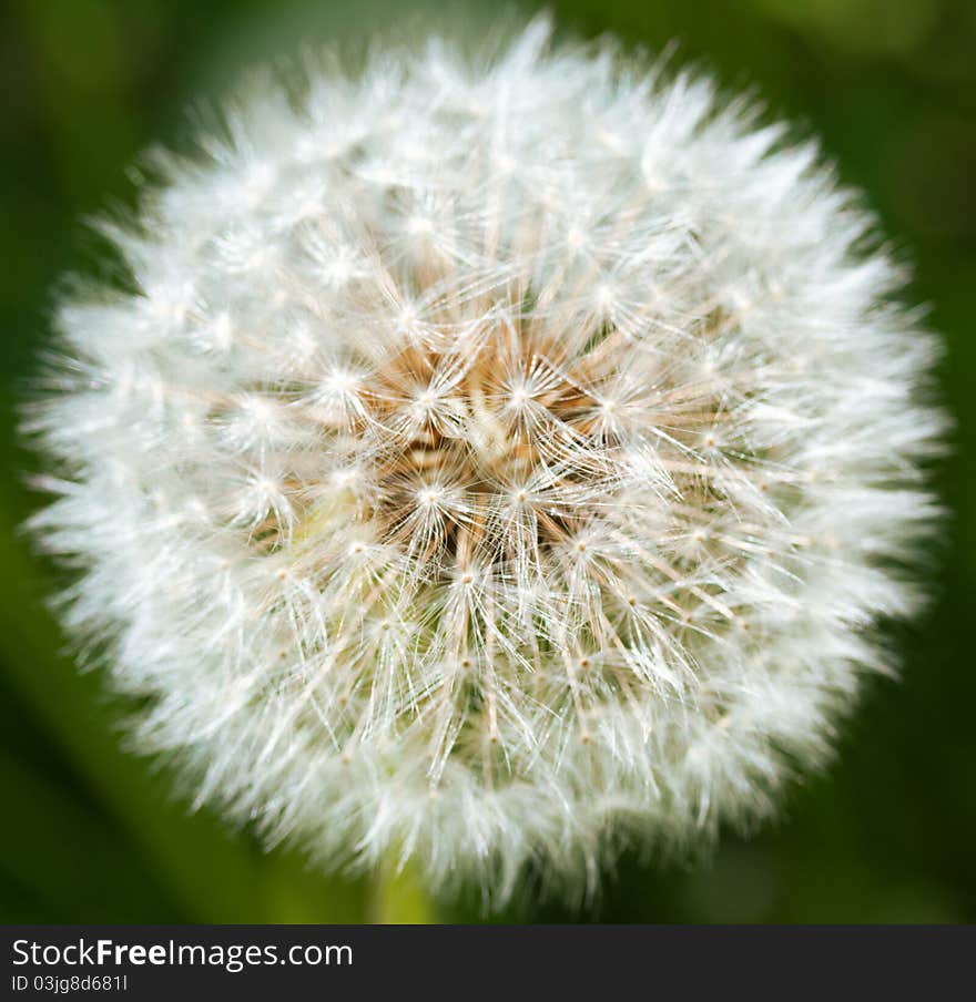 Closeup Of White Dandelion On A Green Background