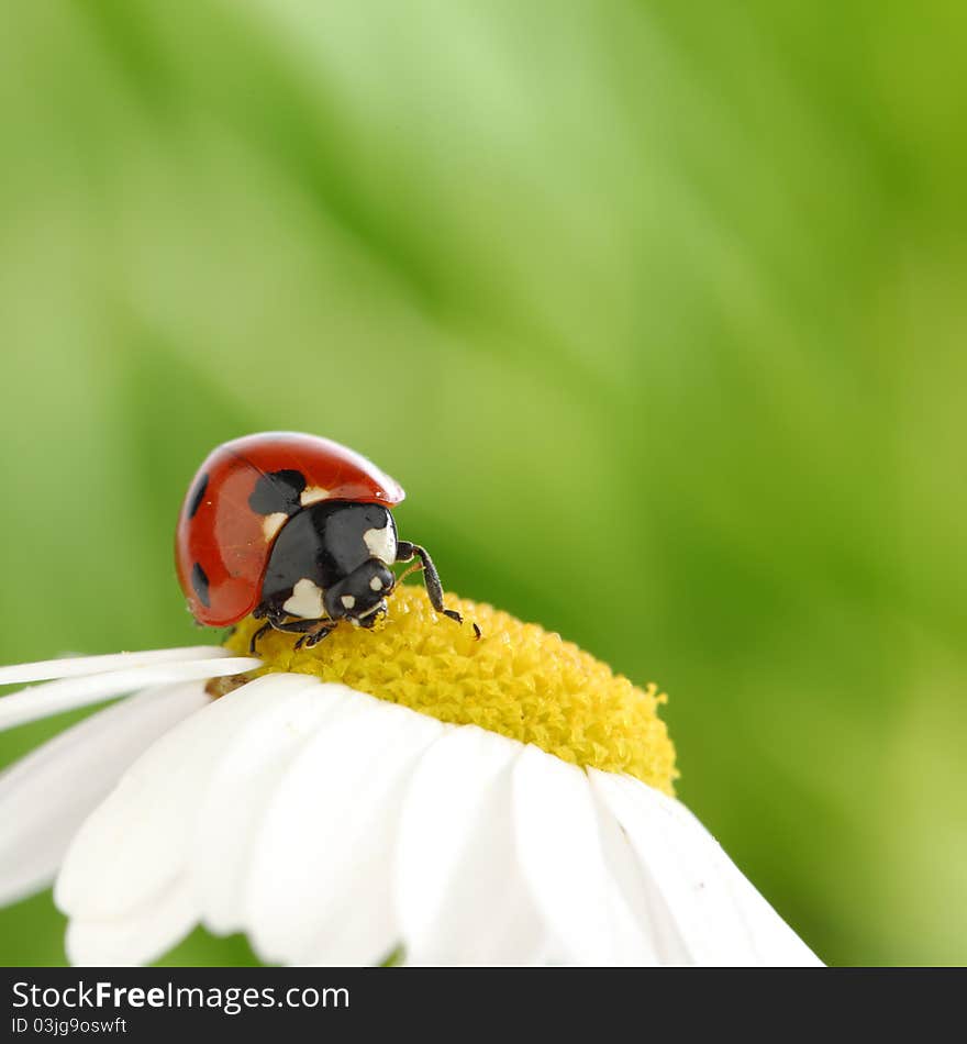 Ladybug on camomile