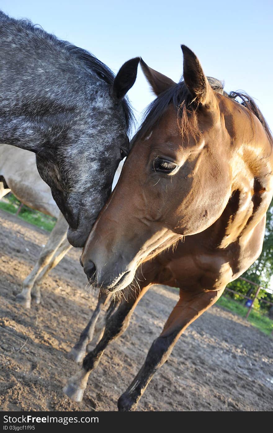 Bay and gray horses against a parade-ground. Bay and gray horses against a parade-ground