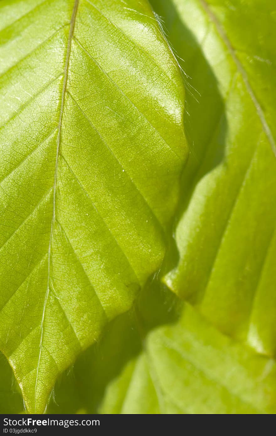 Background beech leaves in spring. Background beech leaves in spring