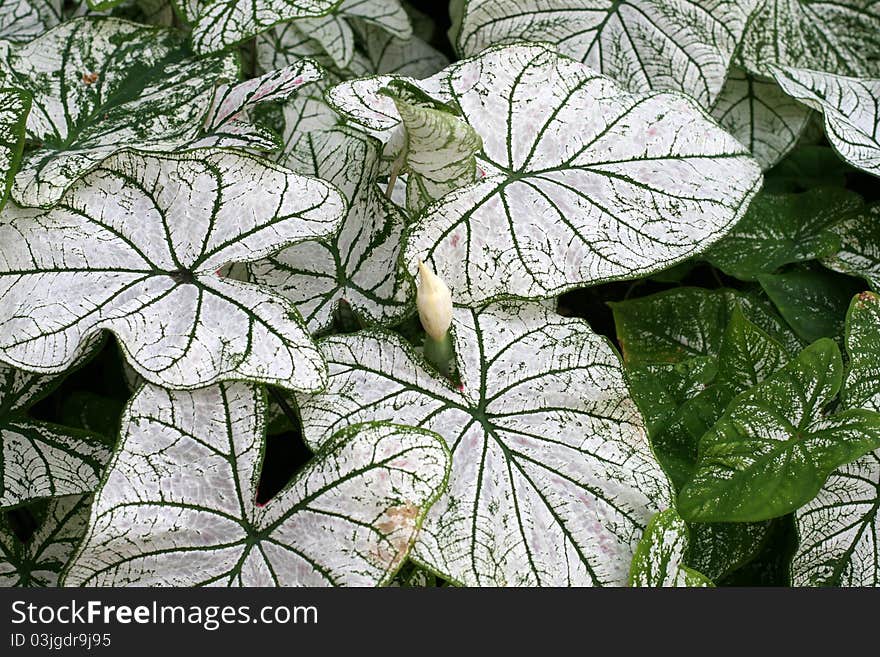 Caladium growing in a graden