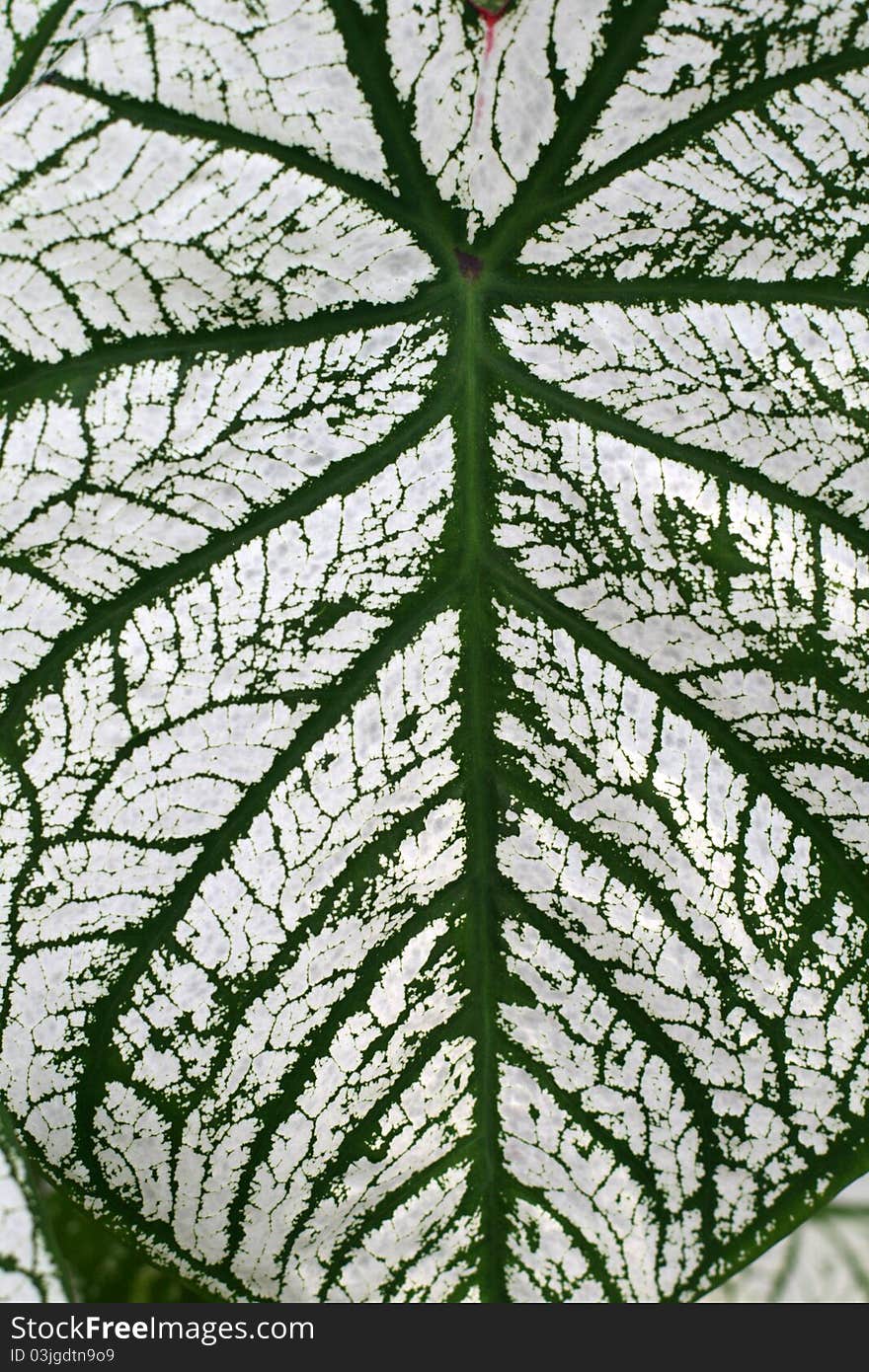 Caladium growing in a graden