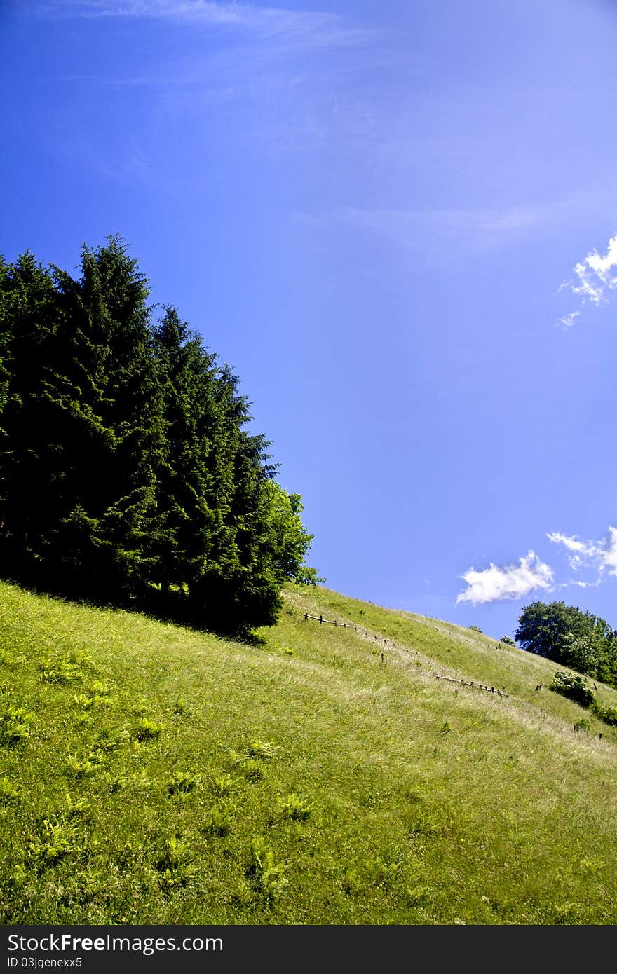 Trees in a meadow of mountain. Trees in a meadow of mountain