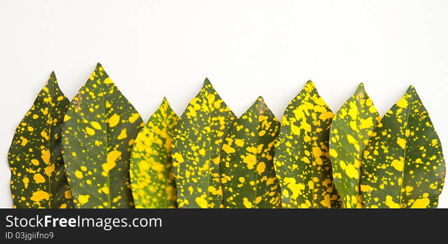 Tropical leaves frame in white