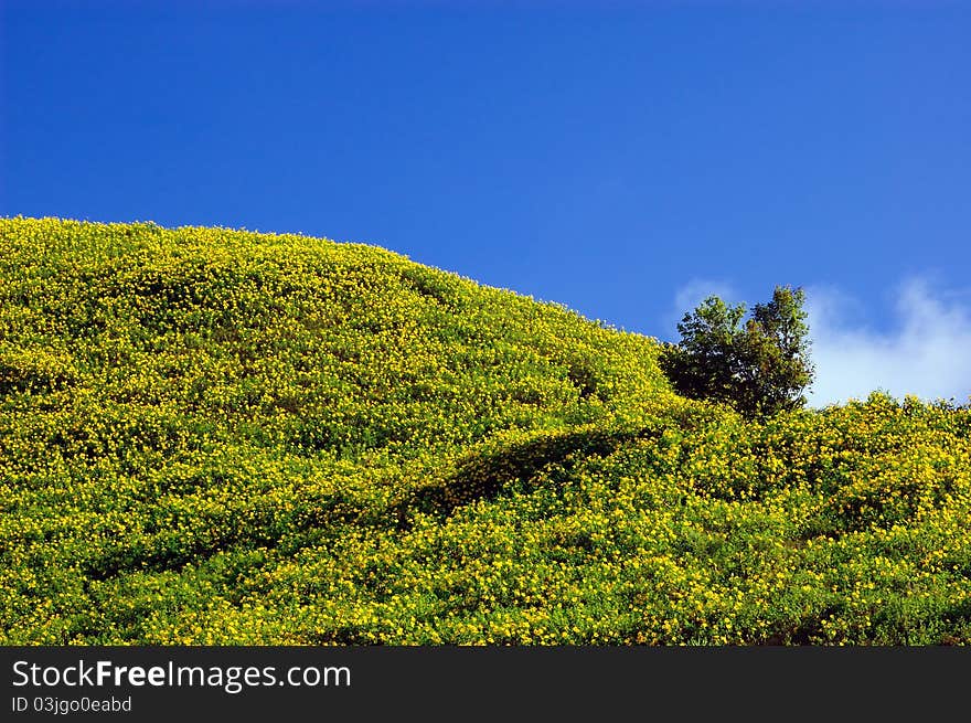 Mexican sunflower weed on the hill and blue sky.Forest Park, Tung Bua Tong, Mae Hong Son, Thailand.