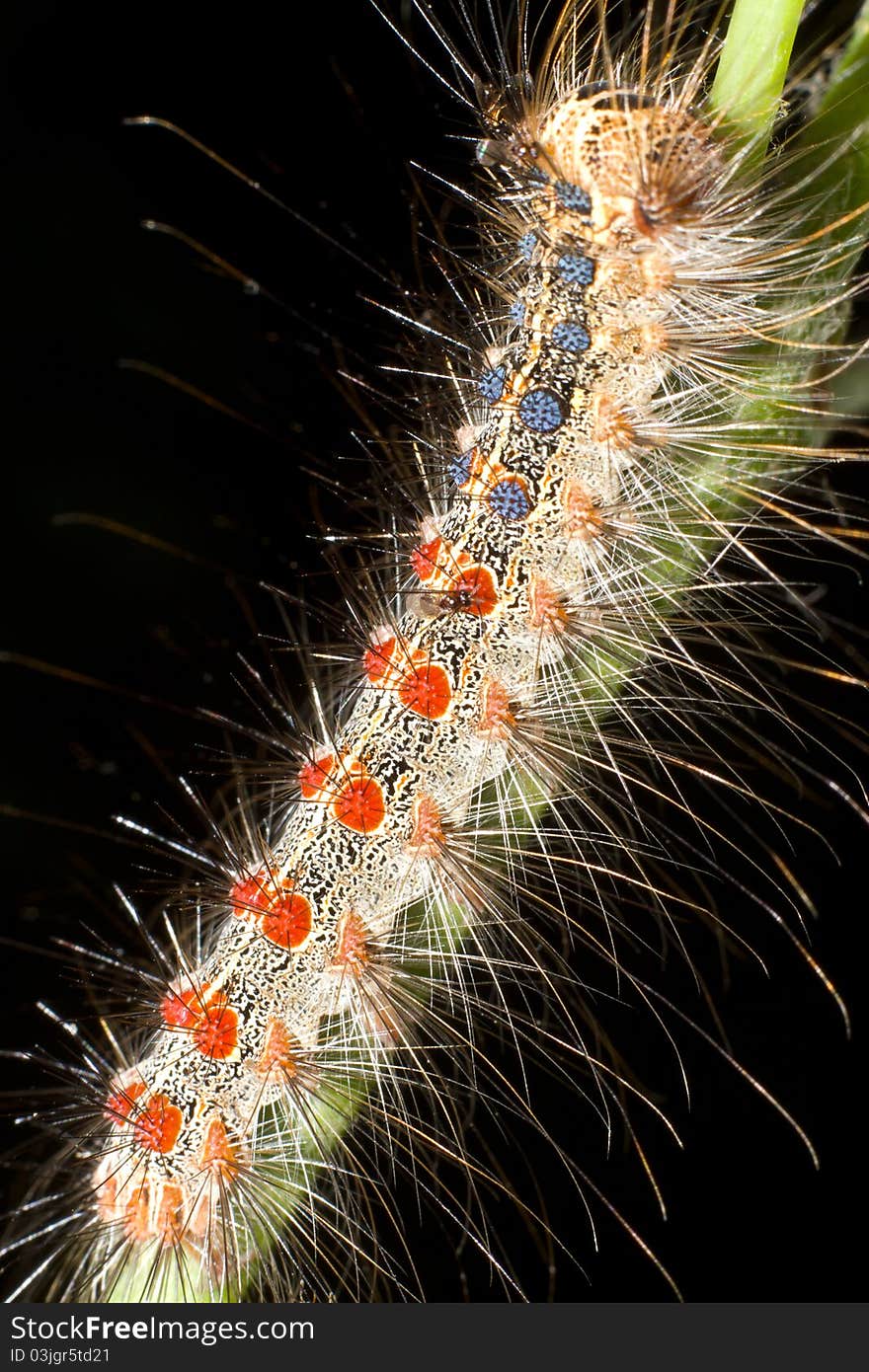 Gypsy moth / Lymantria dispar