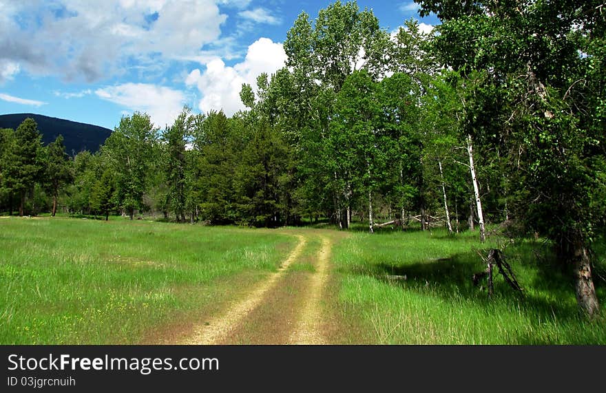 Dirt road and trees