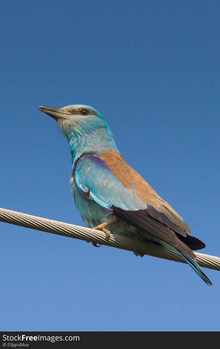 European Roller close-up / Coracias garrulus. European Roller close-up / Coracias garrulus