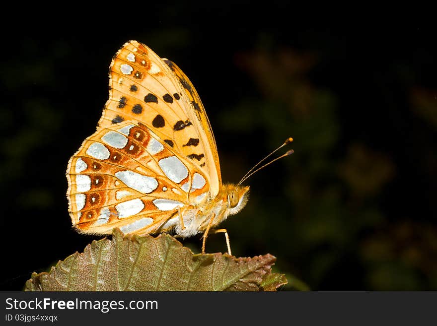 Queen of spain fritillary on a green leaf / Issoria lathonia. Queen of spain fritillary on a green leaf / Issoria lathonia