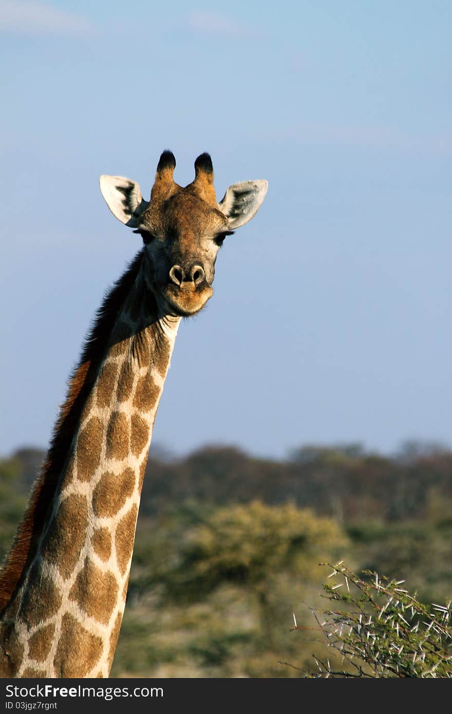 Taken of a giraffe in southern africa