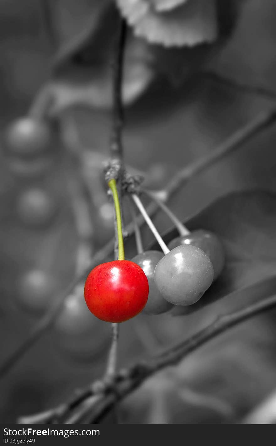 Cherries on a tree