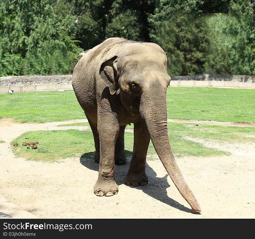 Asian elephant