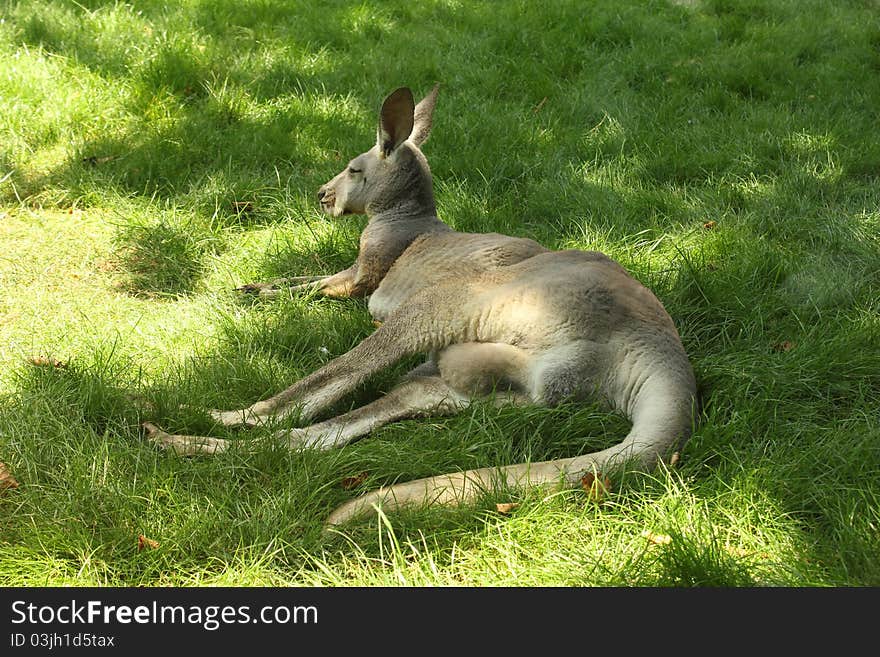 Kangaroo resting