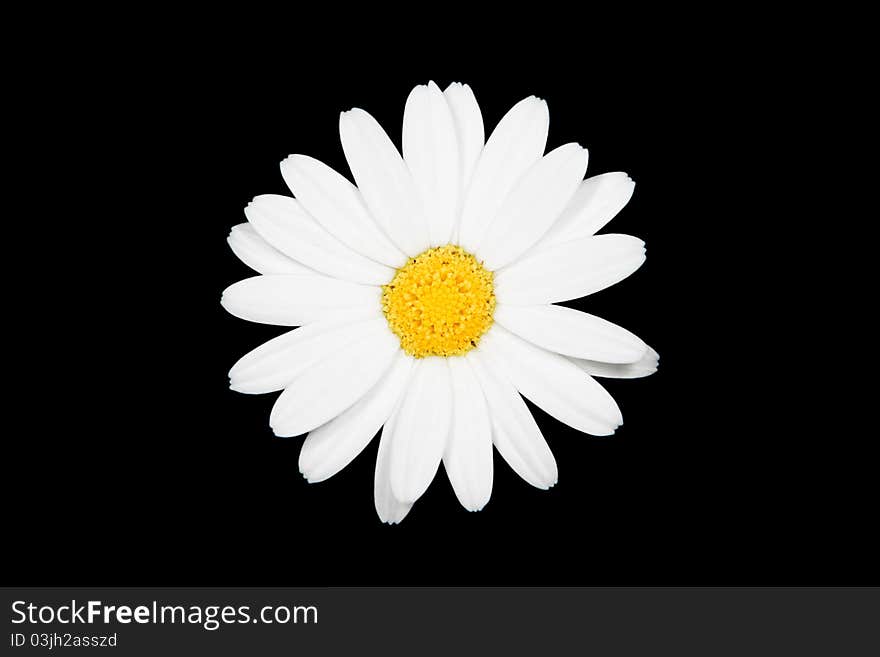 Daisy petals black background closeup. Daisy petals black background closeup