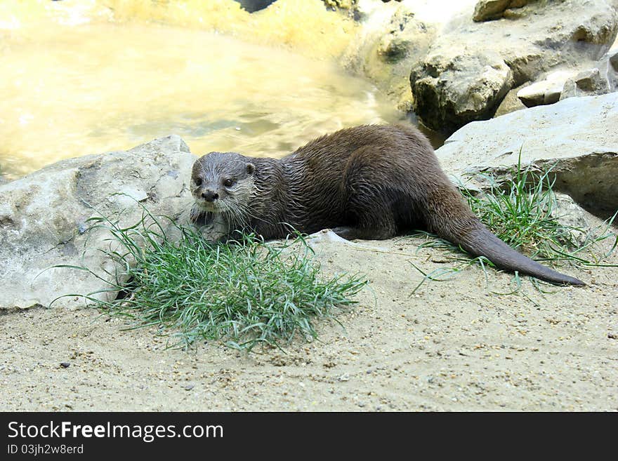 River otter