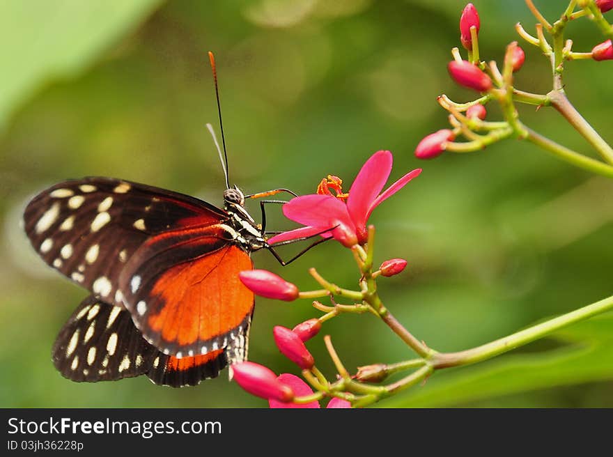 A helicon butterfly probes a flower in search for the golden nectar. A helicon butterfly probes a flower in search for the golden nectar.