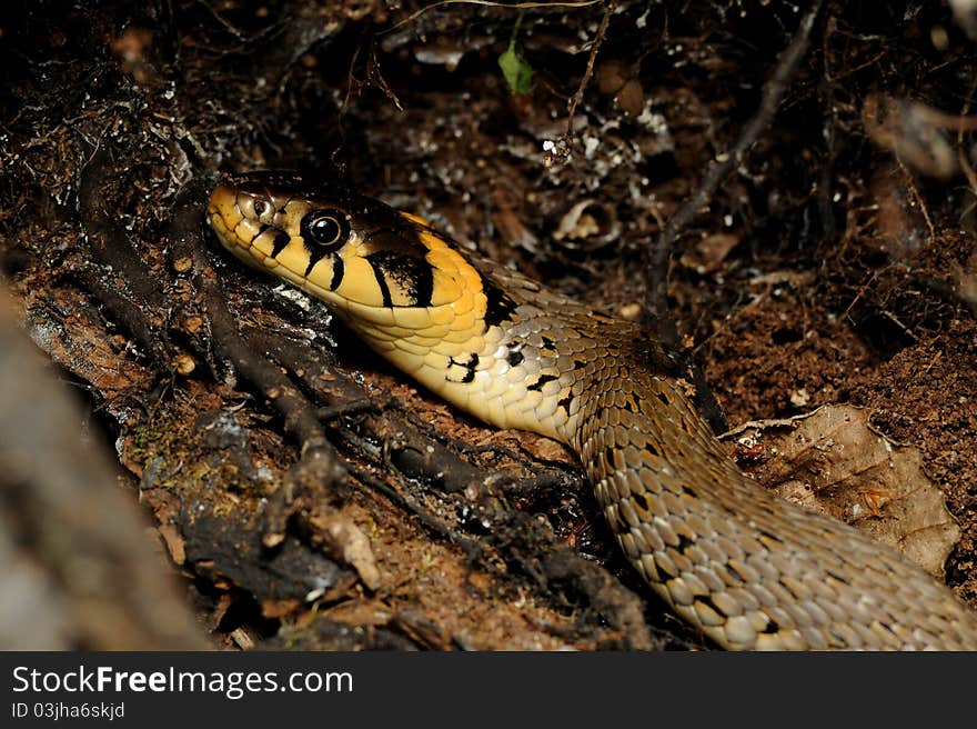 Grass Snake (Natrix Natrix)