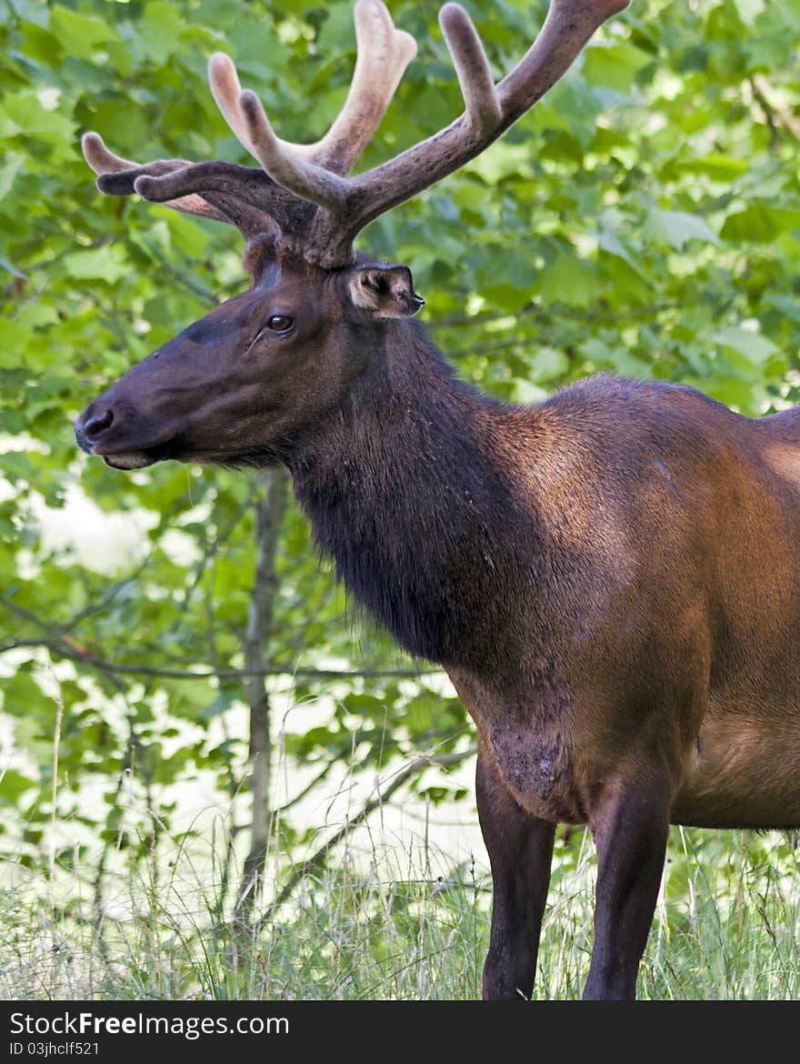 Closeup of an elk in a wooded glen